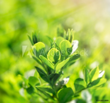 Picture of Fresh spring leaves lit by sun rays